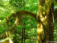 15918Cr - Cathedral Grove.JPG